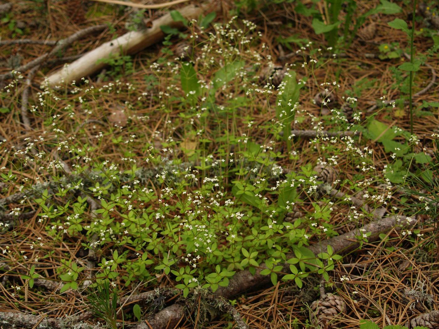 Bedstraw, Round-leaved plant